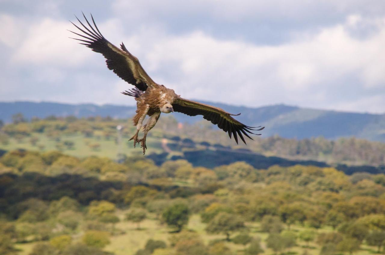 Alojamiento La Canada Monfrague Torrejón el Rubio Extérieur photo